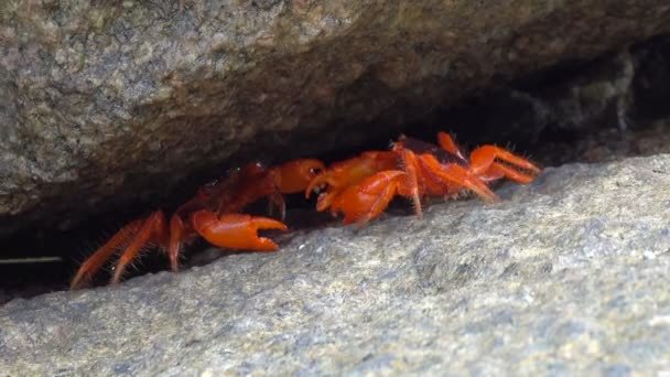 两只红螃蟹在泰国象牙海岸的裂缝中搏斗 — 图库视频影像