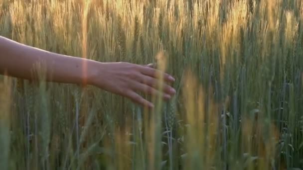 Mano Niña Toca Las Espigas Trigo Atardecer Cámara Lenta — Vídeos de Stock