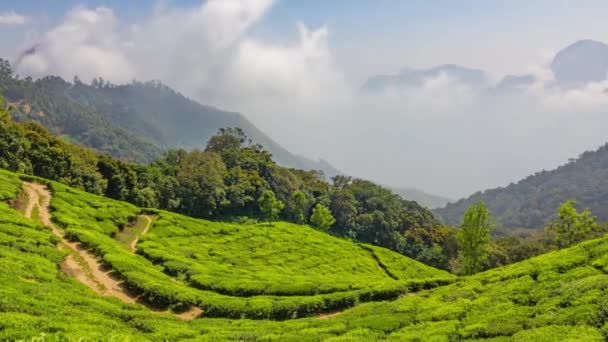 ムンナル県 ケララ州 インドの山岳茶園 ズームイン時間経過4K — ストック動画