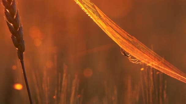 Araña Telaraña Las Espigas Trigo Cerca Atardecer — Vídeos de Stock