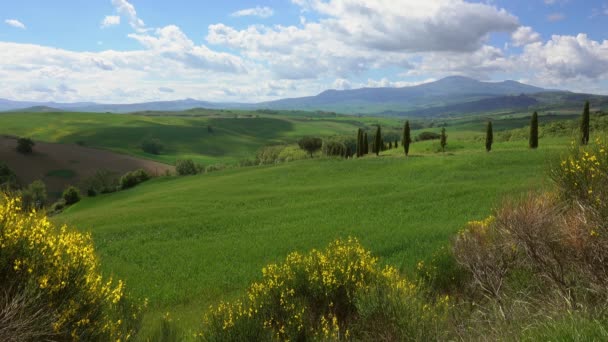 Toscane Heuvels Landschap Met Gele Bloemen Voorgrond Italië — Stockvideo