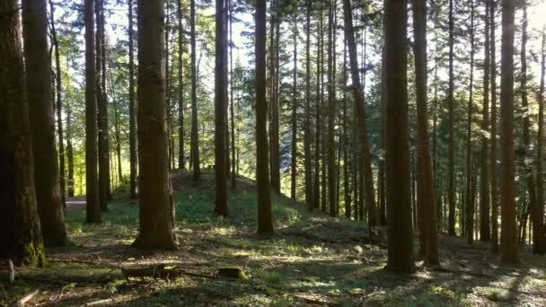 Napsugarak Tavaszi Erdőben Panoráma — Stock videók