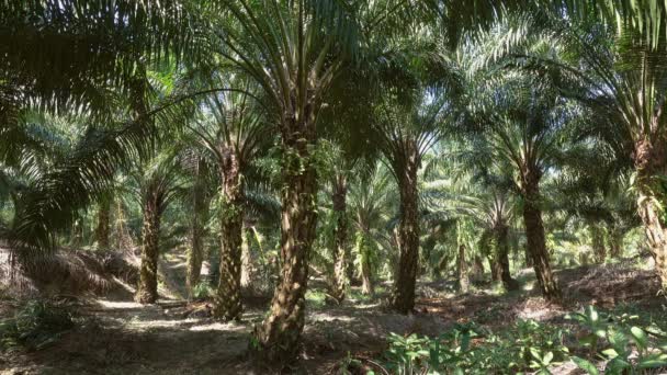 Paisaje Bosque Tropical Palma Aceitera Tailandia — Vídeo de stock