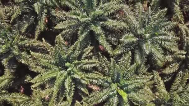 Flight Plantation Palm Trees Thailand Aerial Top View — Stock Video