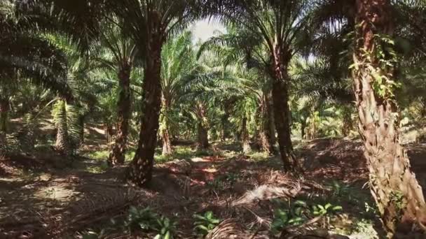 야자수 우림으로 주하다 — 비디오
