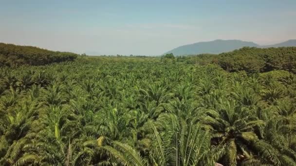 Vlucht Plantage Van Palmbomen Thailand Antenne — Stockvideo