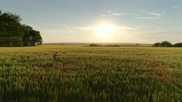 Gün Batımında Buğday Tarlasında Uçmak — Stok video