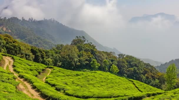 Plantation Thé Montagne Munnar État Kerala Inde Panorama Timelapse — Video