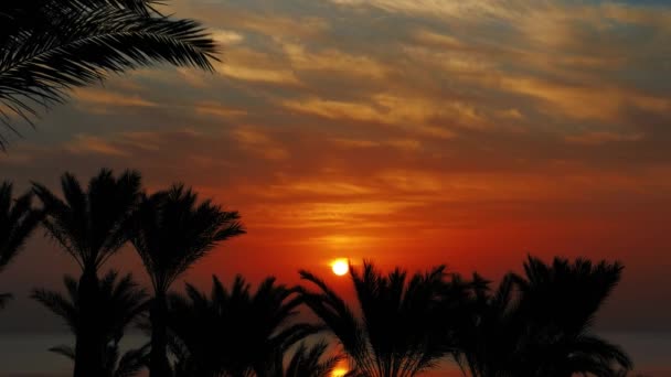 Palmeras y amanecer sobre el mar, timelapse — Vídeo de stock