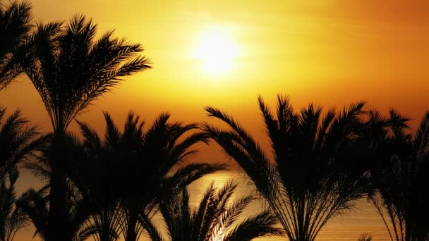 Palmen und Sonnenaufgang über dem Meer — Stockvideo