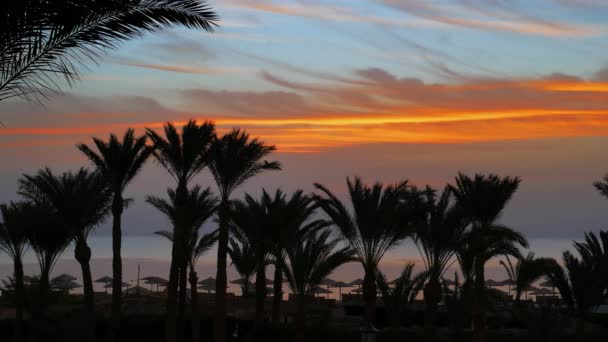 Palms on resort beach before sunrise over sea — Stock Video