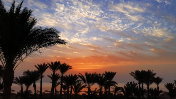 Palmeras en la playa del complejo antes del amanecer sobre el mar — Vídeo de stock