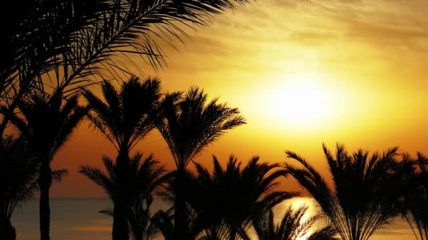 Palmen en zonsopgang over zee — Stockvideo