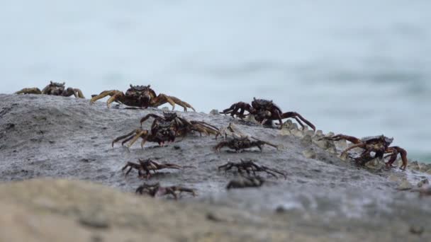 Caranguejos Comendo Praia Pedra — Vídeo de Stock