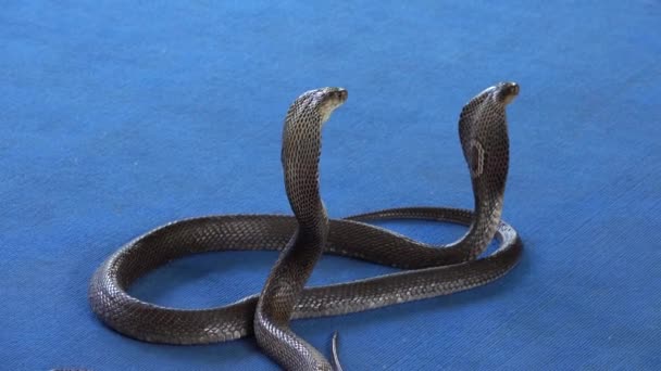 カーペットの上の2つのコブラ ヘビのショー — ストック動画