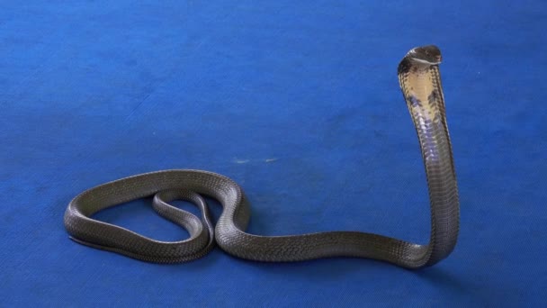 Cobra Tappeto Spettacolo Serpenti — Video Stock