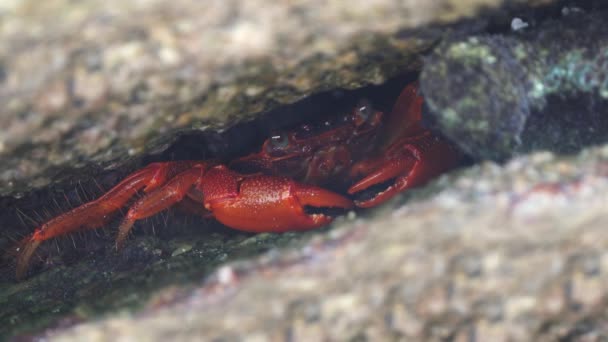 Crabe Rouge Dans Fente Sur Île Similan Thaïlande — Video
