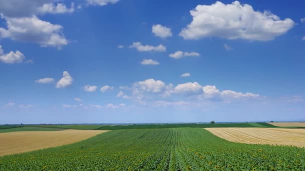 Sırbistan Tarla Çizgileri Buğday Tarlalarıyla Kırsal Alan Panorama Zaman Dilimi — Stok video