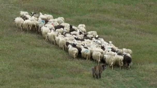 Rebaño Ovejas Vigilado Por Perro Campo Verde Toscana Italia — Vídeos de Stock