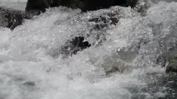 Flusso Veloce Ruscello Montagna Vicino Rallentatore — Video Stock