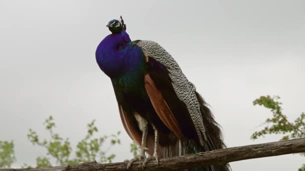 Paons Assis Sur Branche Dans Forêt — Video