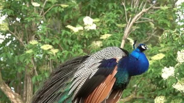 Tavus Kuşları Ormandaki Dala Oturmuş — Stok video