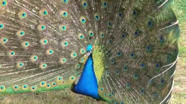 Pavo Real Con Plumas Hacia Fuera — Vídeos de Stock