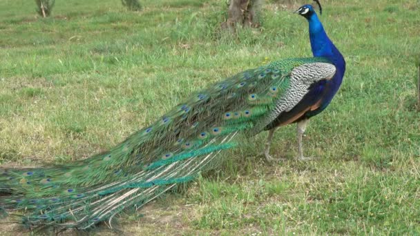 Peacock Lopen Gras — Stockvideo