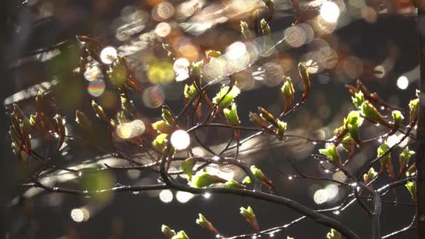 Gotas Chuva Galhos Entre Folhas Verdes Floresta Primavera — Vídeo de Stock