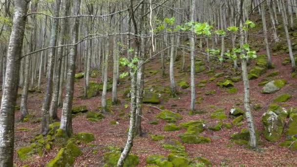 Landschap Bergbeukenbos Het Voorjaar Panorama — Stockvideo