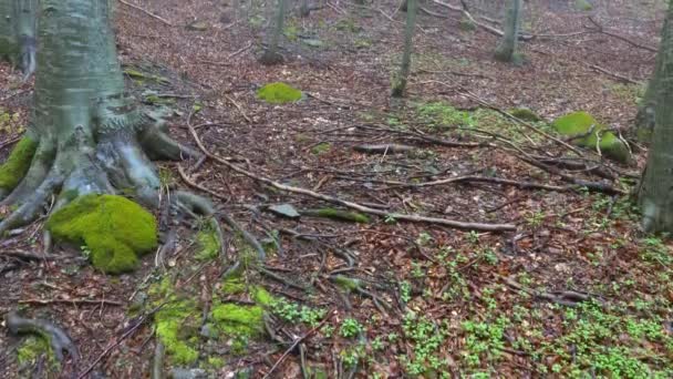 Paysage Dans Une Forêt Printanière Matin Brumeux Vue Inclinée — Video
