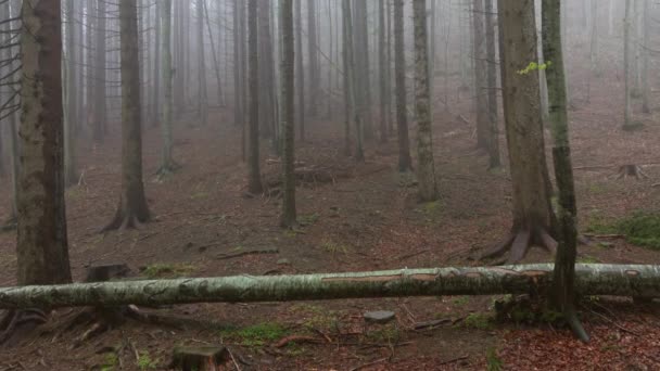 Paysage Dans Une Forêt Printanière Matin Brumeux Panorama — Video