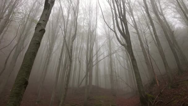 Paysage Dans Une Forêt Printanière Matin Brumeux Vue Inclinée — Video