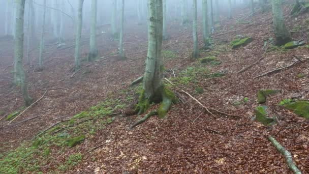 Tájkép Egy Tavaszi Erdőben Ködös Reggel Panoráma — Stock videók