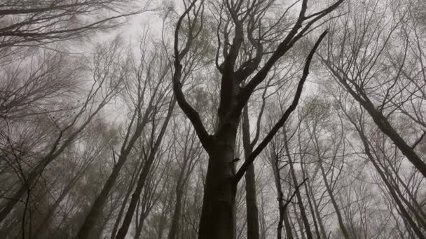 Landschaft Einem Frühlingswald Neblig Morgen Neigung Ansicht — Stockvideo