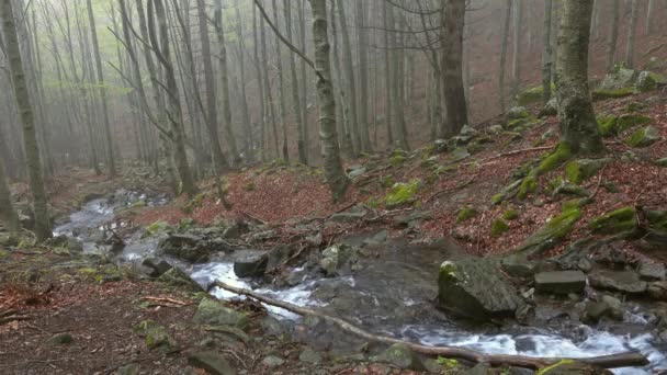 Ρεύμα Δάσος Οξιάς Στα Βουνά Την Άνοιξη — Αρχείο Βίντεο