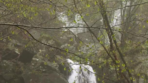 Cascata Nella Foresta Faggi Montagna Primavera — Video Stock