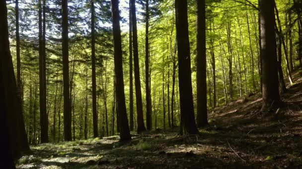 Ακτίνες Του Ήλιου Στο Δάσος Άνοιξη Πανόραμα — Αρχείο Βίντεο