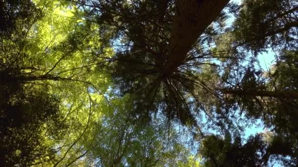 Toppen Lärkträd Vårskogen Rotera — Stockvideo