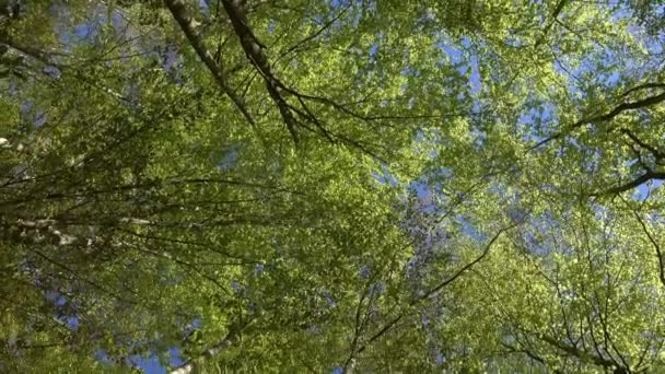 Bahar Ormanındaki Kayın Ağaçlarının Tepesinde Dönüş Yap — Stok video