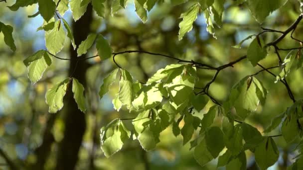 Bükkfa Levelek Tavaszi Erdőben — Stock videók