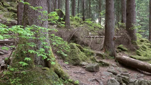 Paisaje Oscuro Bosque Montaña Con Rocas — Vídeos de Stock