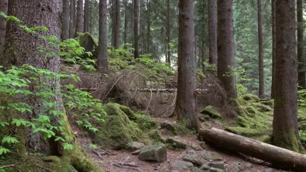 Paisagem Uma Floresta Montanha Escura Com Rochas Panorama — Vídeo de Stock