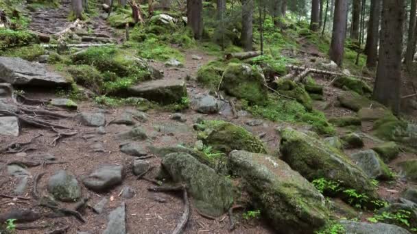 Paisaje Bosque Montaña Oscura Con Rocas Vista Inclinada — Vídeo de stock