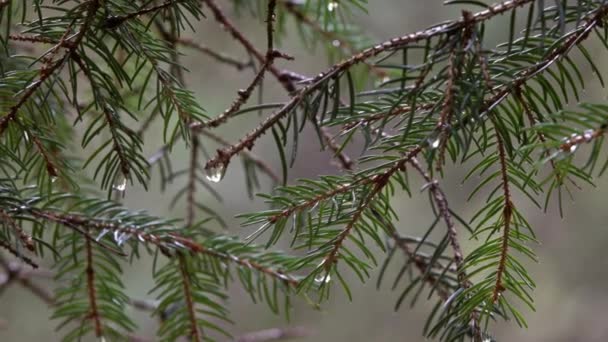Ветка Ели Каплями Дождя Лесу Крупным Планом — стоковое видео