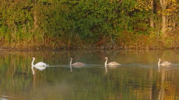 Uma Família Cisnes Brancos Nada Longo Lago Outono — Vídeo de Stock