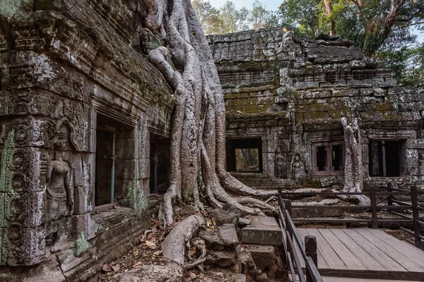 Raízes Árvore Gigante Cobrindo Ruína Templo Prohm Angkor Wat Siem — Fotografia de Stock