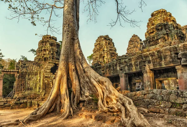 Raízes Árvore Gigante Cobrindo Ruína Templo Prohm Angkor Wat Siem — Fotografia de Stock