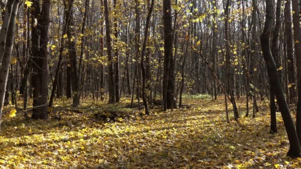 Paisagem Com Folhas Amarelas Caindo Floresta Outono — Vídeo de Stock