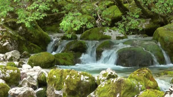 Fluxo Pedras Musgosas Floresta Primavera Eslovênia — Vídeo de Stock